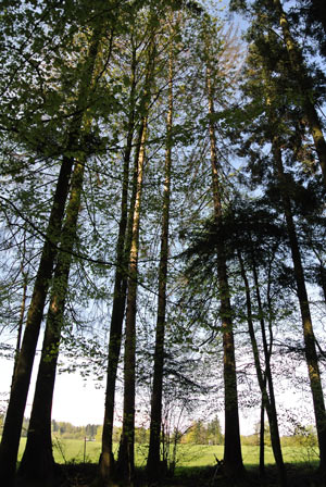 Waldbestattung in Wittnau